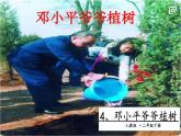二年级下册语文课件－第1单元 4  邓小平爷爷植树第二课时｜人教（部编版）  (共14张PPT)