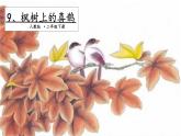 二年级下册语文课件－第4单元 9 枫树上的喜鹊. 第一课时｜人教（部编版）  (共15张PPT)