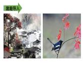 二年级下册语文课件－第4单元 9 枫树上的喜鹊. 第一课时｜人教（部编版）  (共15张PPT)