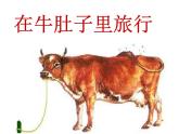 部编版三年级语文上册--10.在牛肚子里旅行-课件3