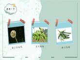 第3课《植物妈妈有办法》课件  2022-2023学年部编版语文二年级上册