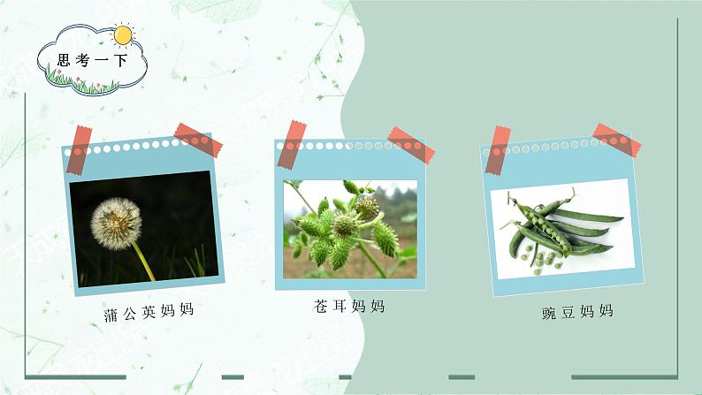 第3课《植物妈妈有办法》课件  2022-2023学年部编版语文二年级上册03