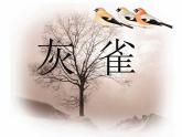 部编版三年级语文上册--25.灰雀-课件