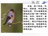 部编版三年级语文上册--25.灰雀-课件