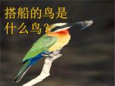 部编版三年级语文上册--15.搭船的鸟-课件1