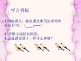 部编版三年级语文上册--25.灰雀-课件1