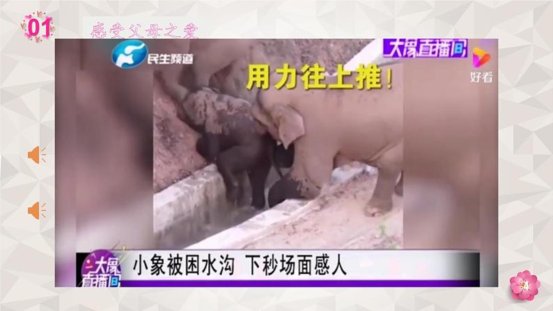 第六单元《口语交际：父母之爱》课件+教案04