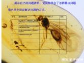 部编语文《琥珀》第二课时PPT课件