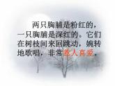 部编版三年级语文上册--25.灰雀-课件4