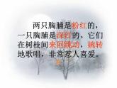 部编版三年级语文上册--25.灰雀-课件4