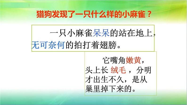 人教部编版语文四年级上册16.麻雀  课件第5页