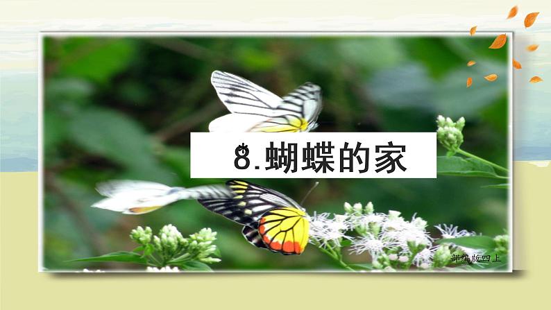 部编版语文四上8.《蝴蝶的家》课件+教案+素材02