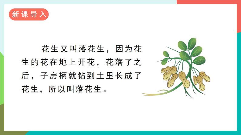 2《落花生》课件+教案+导学案+素材02