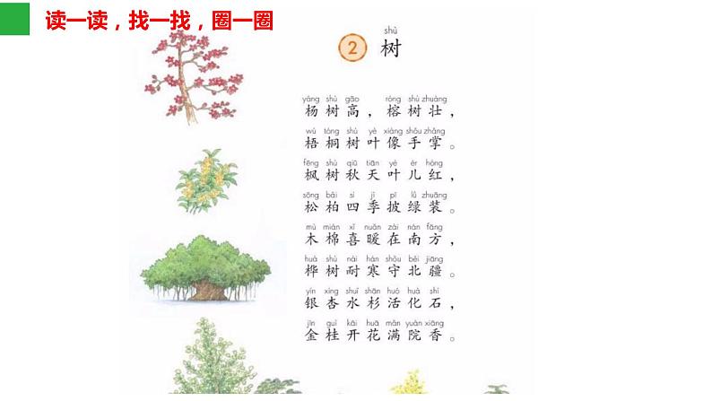 识字2 《树之歌》 课件  2022-2023学年部编版语文二年级上册第5页