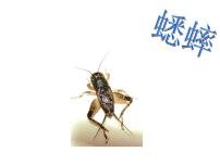 语文人教部编版11 蟋蟀的住宅教课内容ppt课件