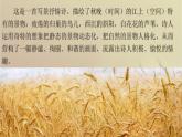 部编版四年级语文上册--3.1秋晚的江上-课件1