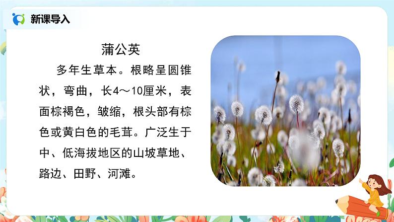《金色的草地》课件+教案+练习03
