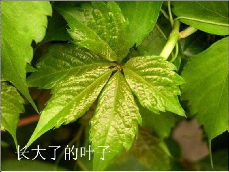 部编版四年级语文上册--10.爬山虎的脚-课件306