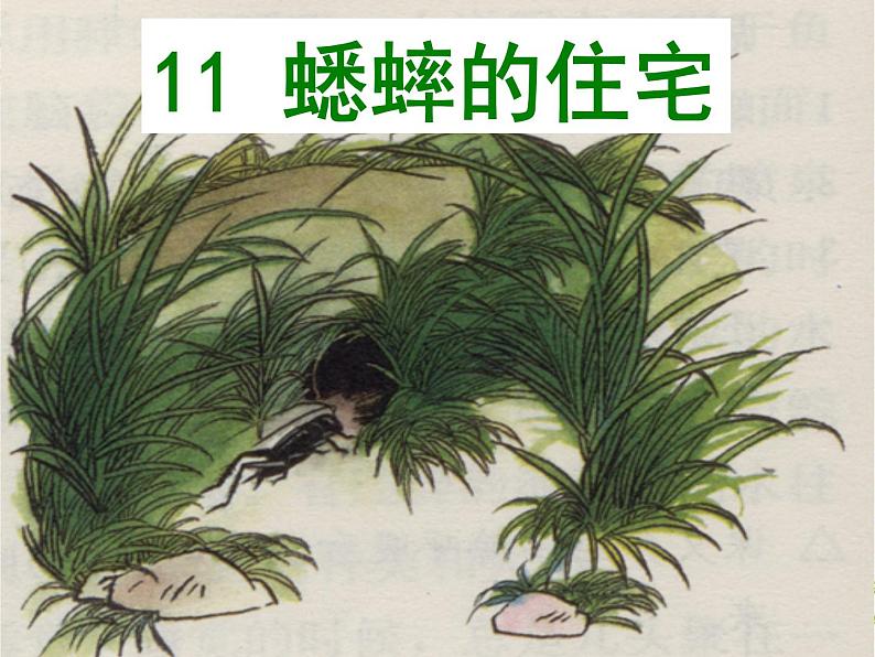 部编版四年级语文上册--11.蟋蟀的住宅-课件4第1页