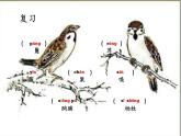 部编版四年级语文上册--16.麻雀-课件2