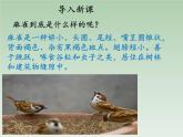 部编版四年级语文上册--16.麻雀-课件2