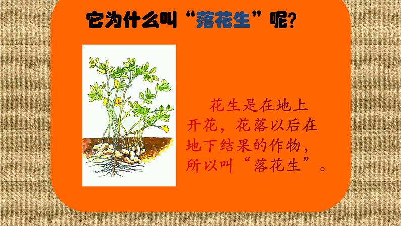 人教部编版语文五年级上册 2.落花生  课件05