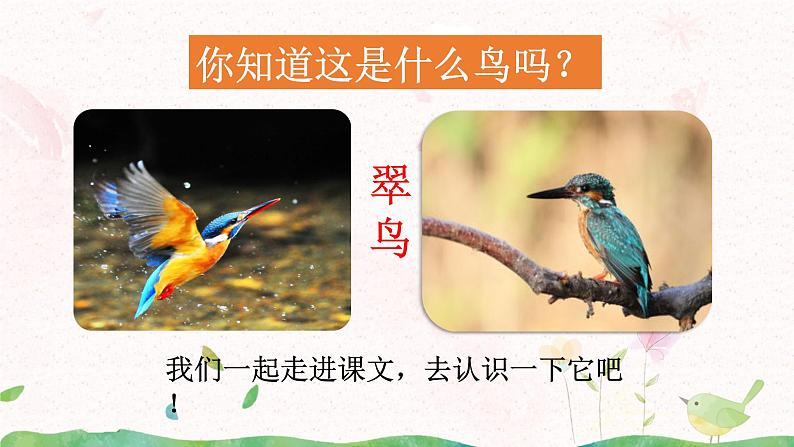 15《搭船的鸟》第一课时课件+教案06