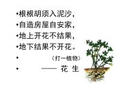 部编版五年级语文上册--2.落花生-课件