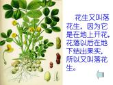 部编版五年级语文上册--2.落花生-课件
