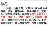 部编版五年级语文上册--3.桂花雨-课件