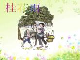 部编版五年级语文上册--3.桂花雨-课件
