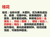部编版五年级语文上册--3.桂花雨-课件1