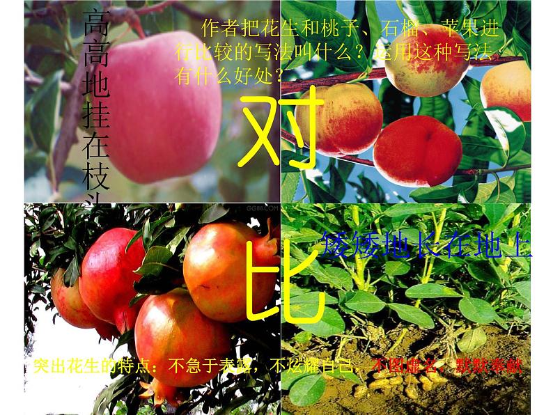 部编版五年级语文上册--2.落花生-课件207