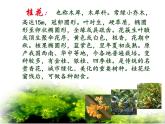 部编版五年级语文上册--3.桂花雨-课件4