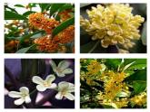 部编版五年级语文上册--3.桂花雨-课件4