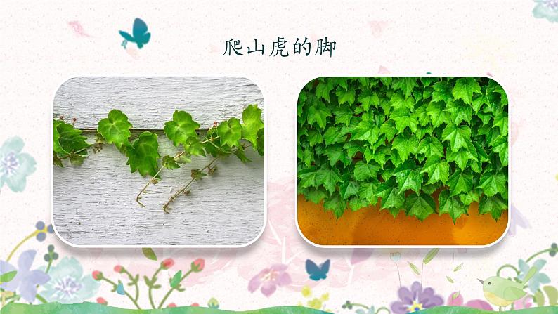 10《爬山虎的脚》课件 部编版语文四年级上册第6页