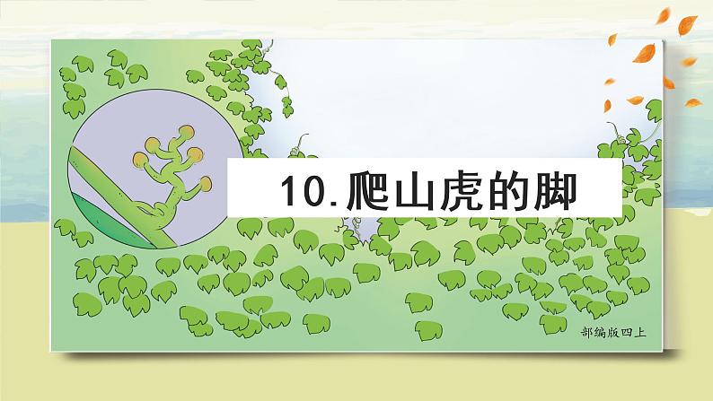 部编版语文四上10.《爬山虎的脚》课件+教案+素材02