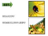 二年级下册语文课件－ 22  小毛虫 第一课时｜人教（部编版）  (共18张PPT)