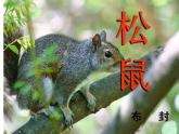 部编版五年级语文上册--17.松鼠-课件3