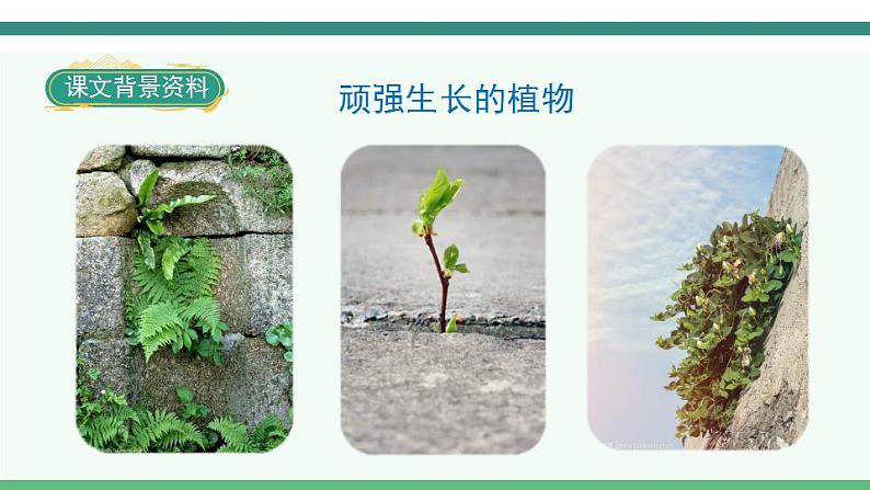 5《一个豆荚里的五粒豆》第7页