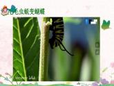 习作：写观察日记  课件+教案+学案部编版语文四年级上册