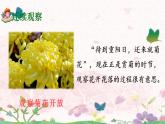习作：写观察日记  课件+教案+学案部编版语文四年级上册