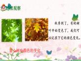 习作：写观察日记  课件+教案+学案部编版语文四年级上册