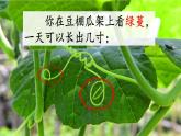 人教部编版语文六年级上册16.夏天里的成长  课件1