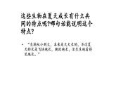 部编版六年级语文上册--15《夏天里的成长》课件