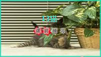 人教部编版四年级下册13 猫课前预习ppt课件