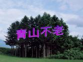 部编版六年级语文上册--20《青山不老》课件4