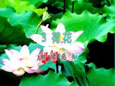 2022三年级语文下册第1单元第3课荷花初读感知课件新人教版