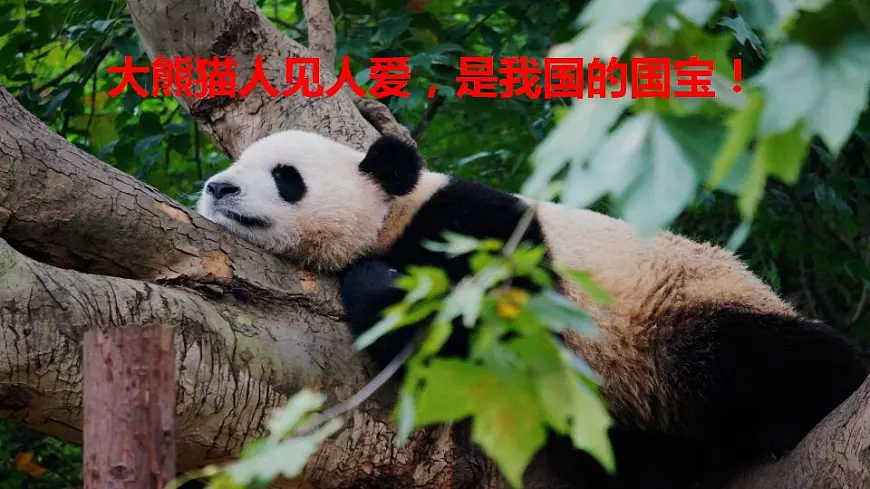 2022三年级语文下册第7单元习作：国宝大熊猫授课课件新人教版第2页