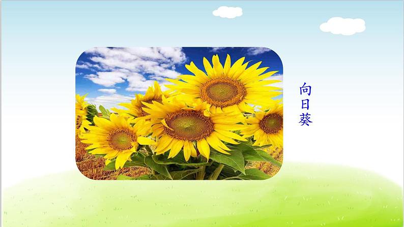 部编语文《植物妈妈有办法》 PPT课件01